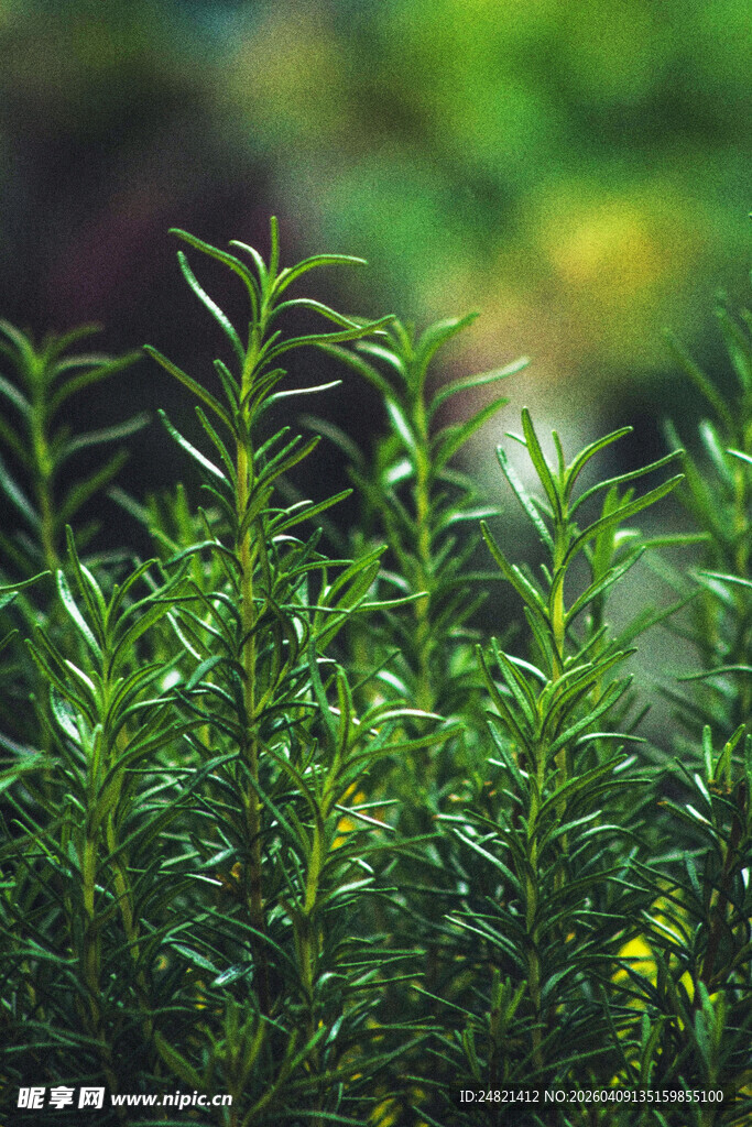 翠绿植物