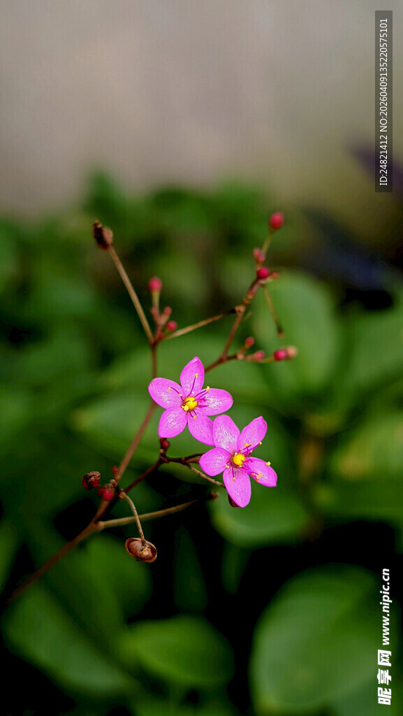 娇艳粉色小花绽放绿叶间