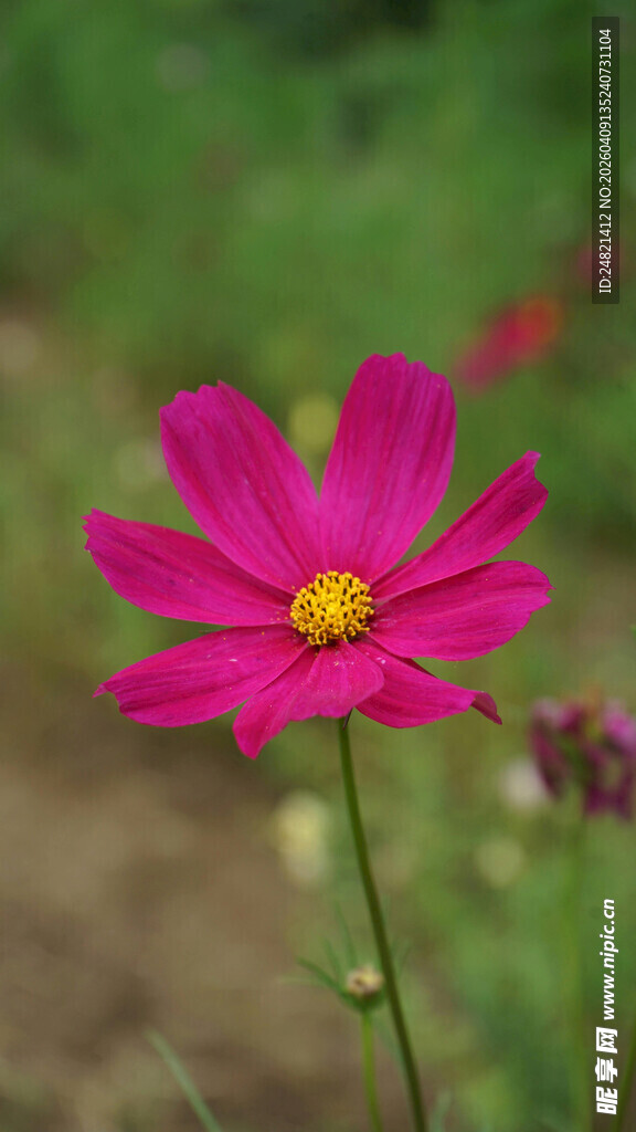 娇艳粉色格桑花绽放