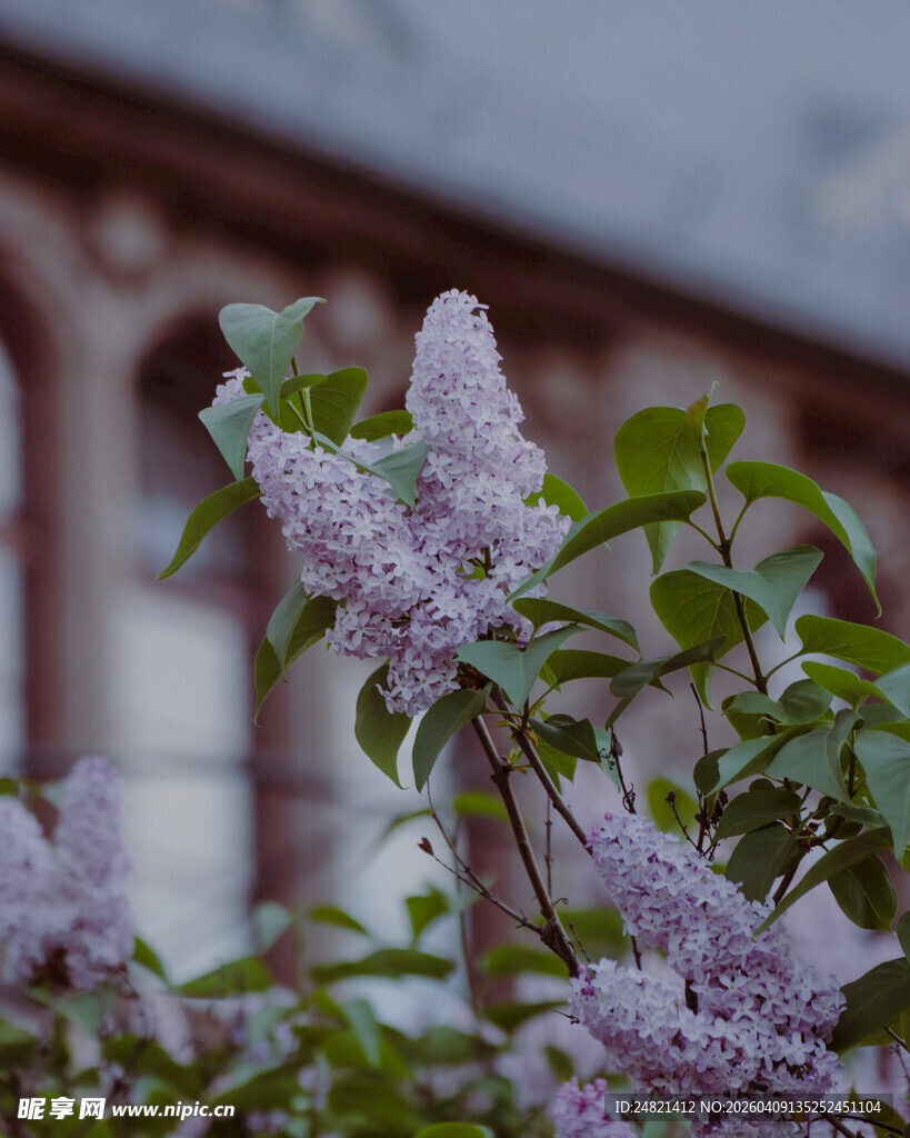 窗前绽放的紫丁香花