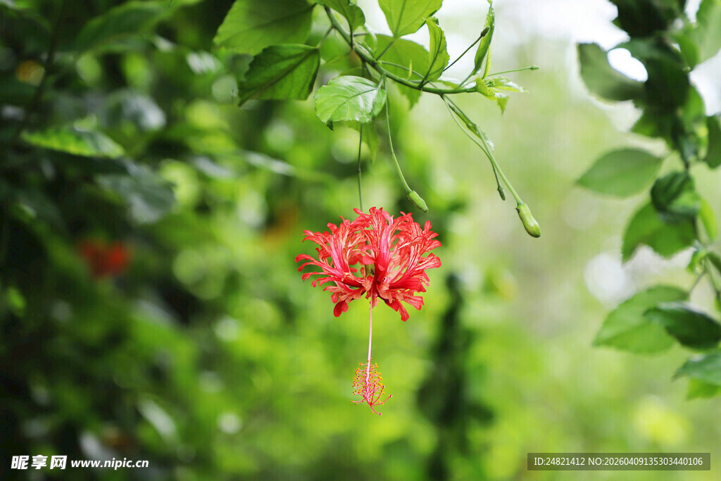 绿叶间的娇艳朱槿花