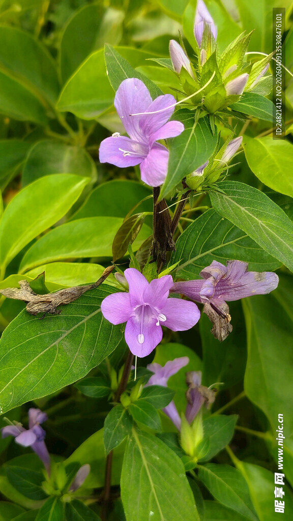 紫色小花绽放绿叶间