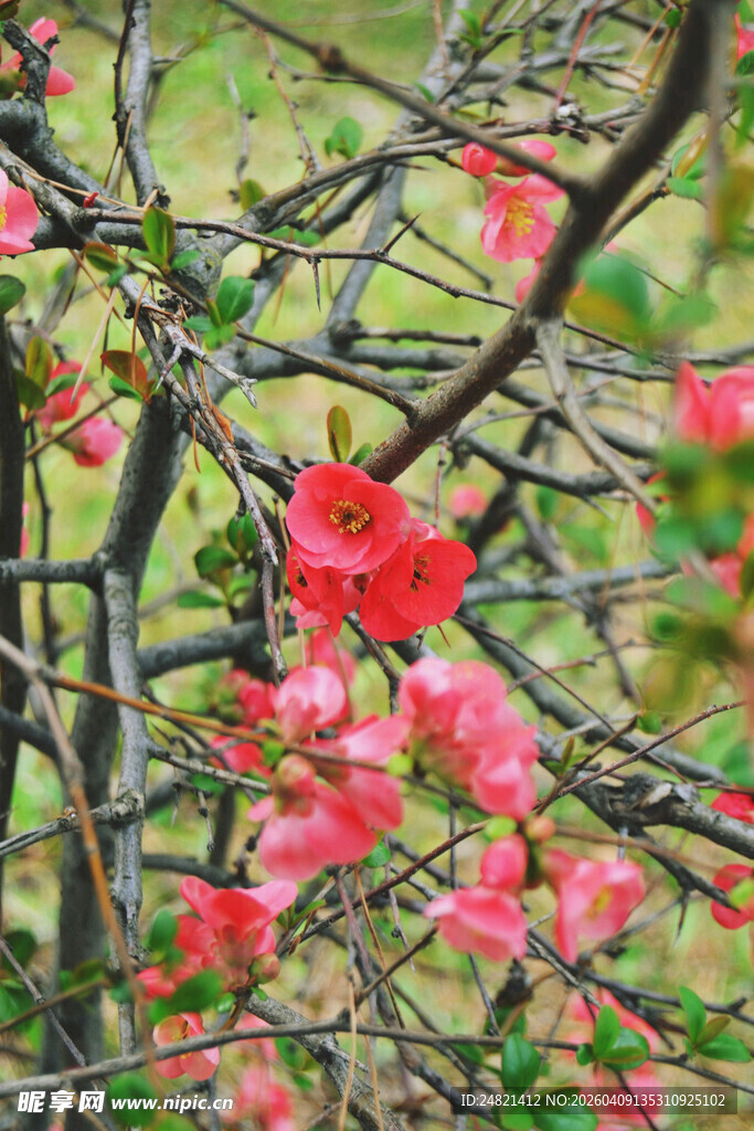 枝头绽放的娇艳粉色花朵