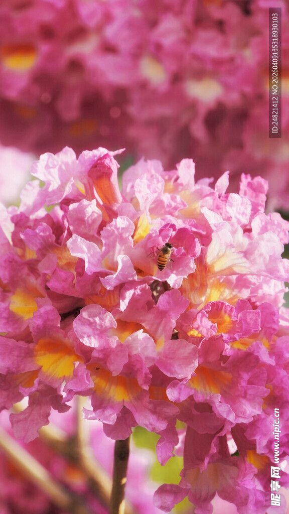 娇艳粉色花卉特写