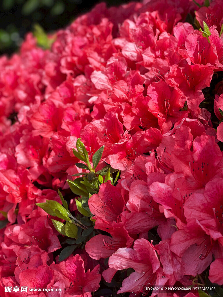 艳丽盛开的粉红色杜鹃花