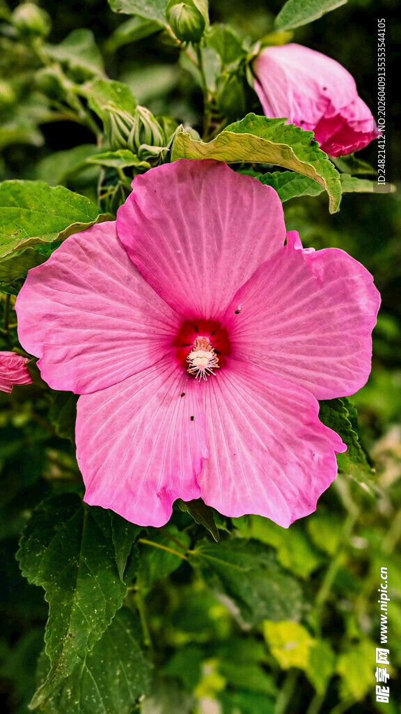 娇艳粉色木槿花绽放