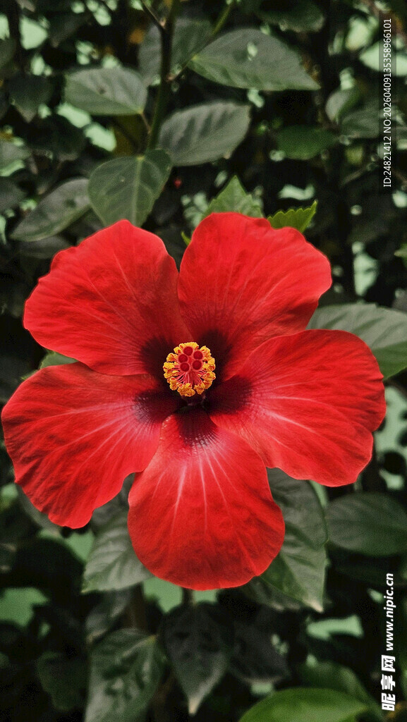 娇艳红色扶桑花特写