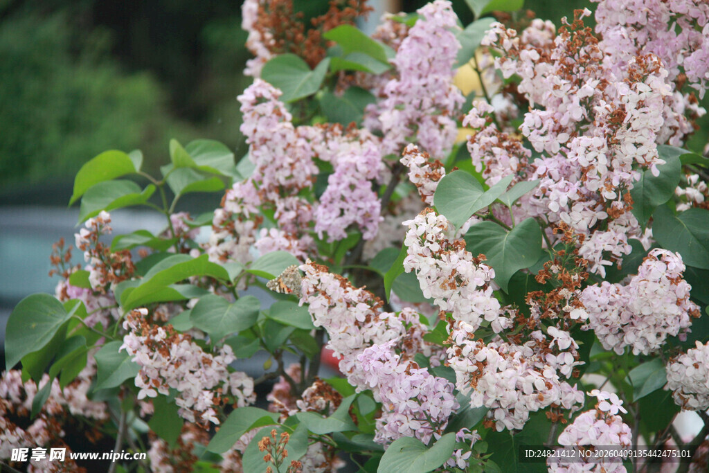 粉色繁花锦簇的植物景观