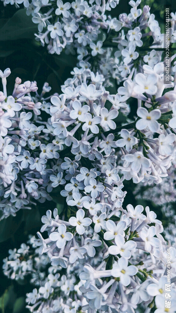 素雅丁香花绽放
