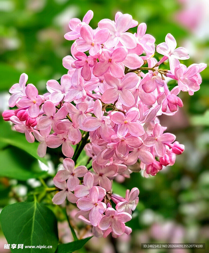 粉色丁香花绽放