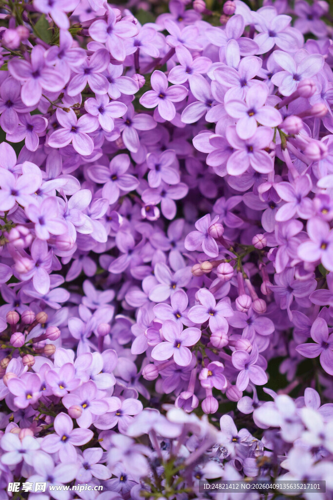 浪漫紫色花卉特写