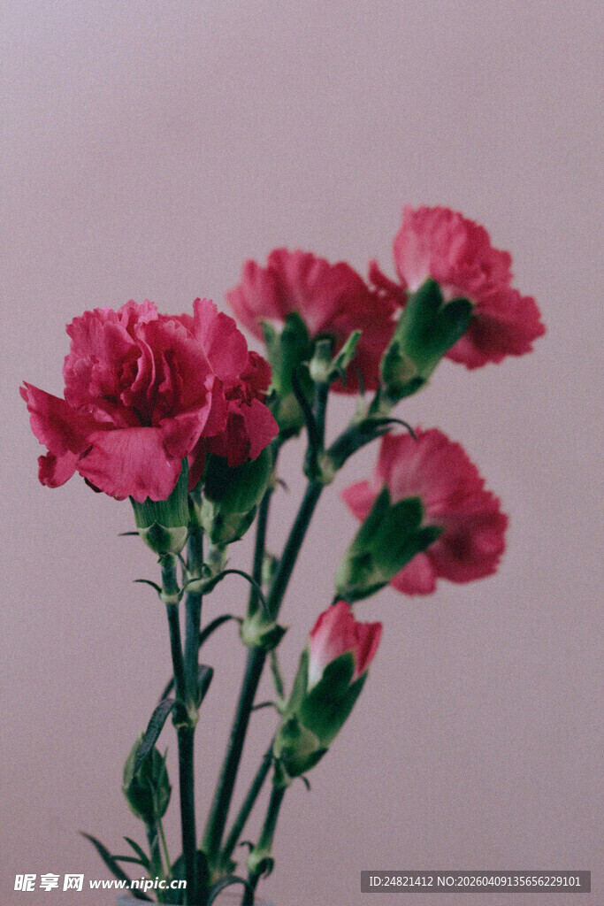 粉色康乃馨花束特写