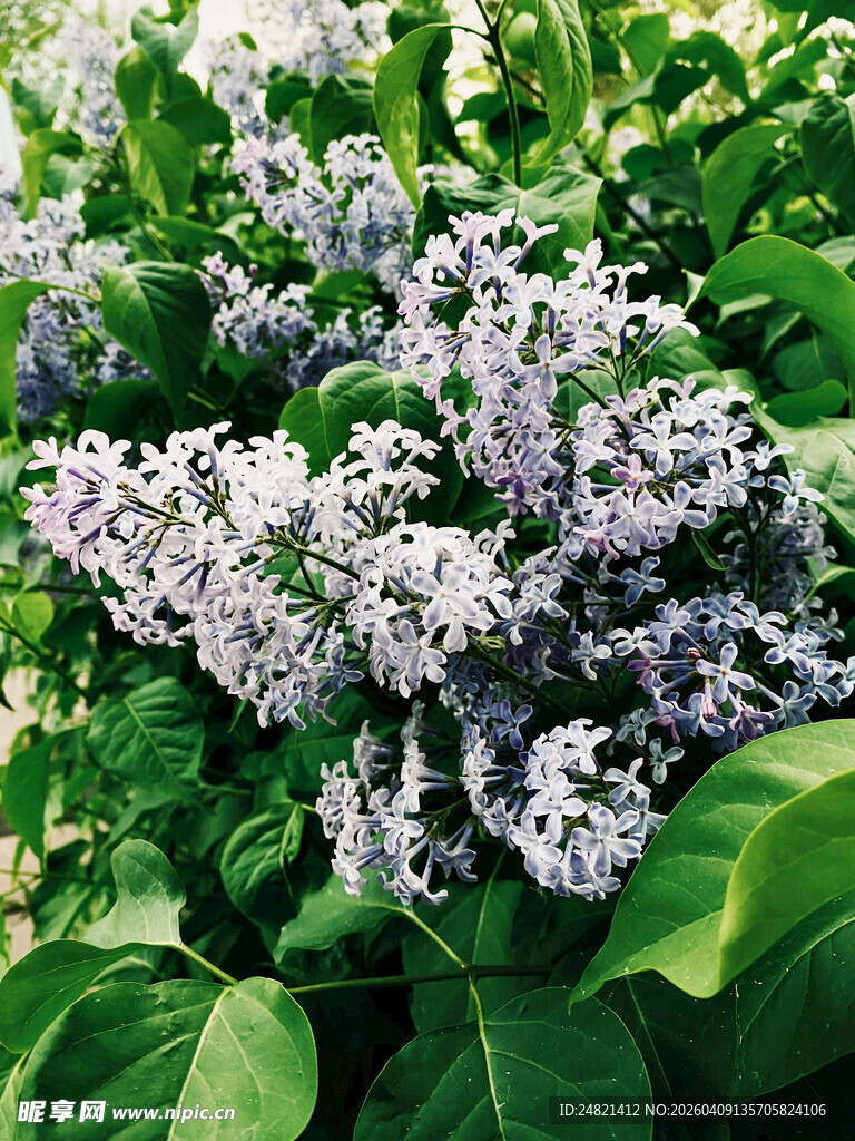 紫丁香花丛