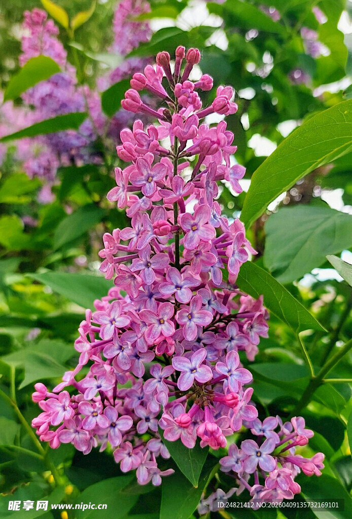 绽放的淡紫色丁香花