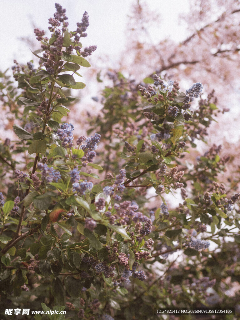 繁茂花丛中的紫色小花