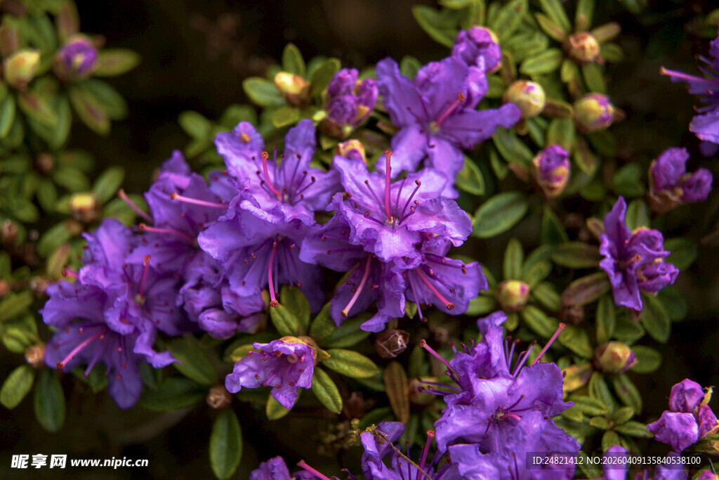 绽放的紫色杜鹃花