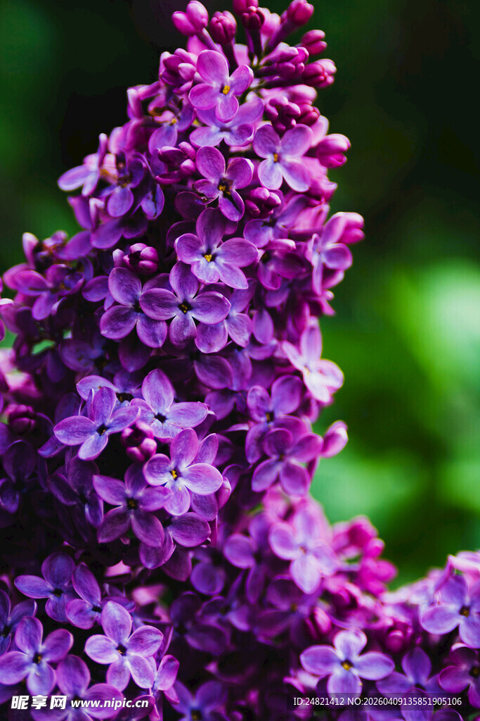 紫色丁香花特写