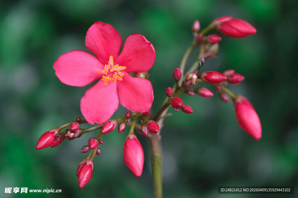 娇艳粉色花卉特写
