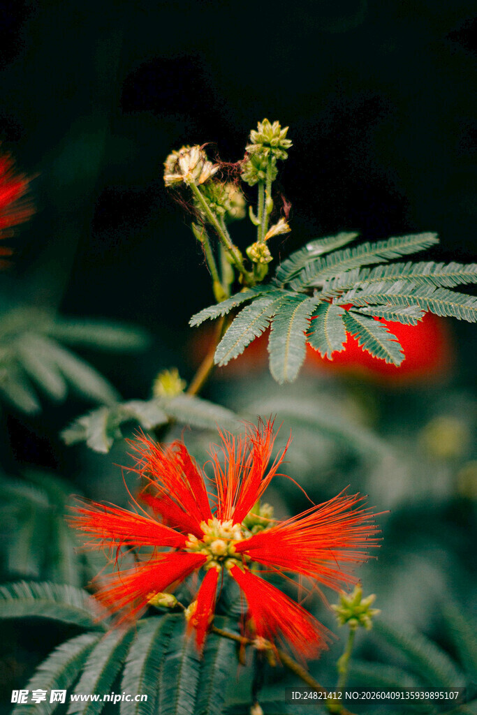 艳丽朱缨花绽放