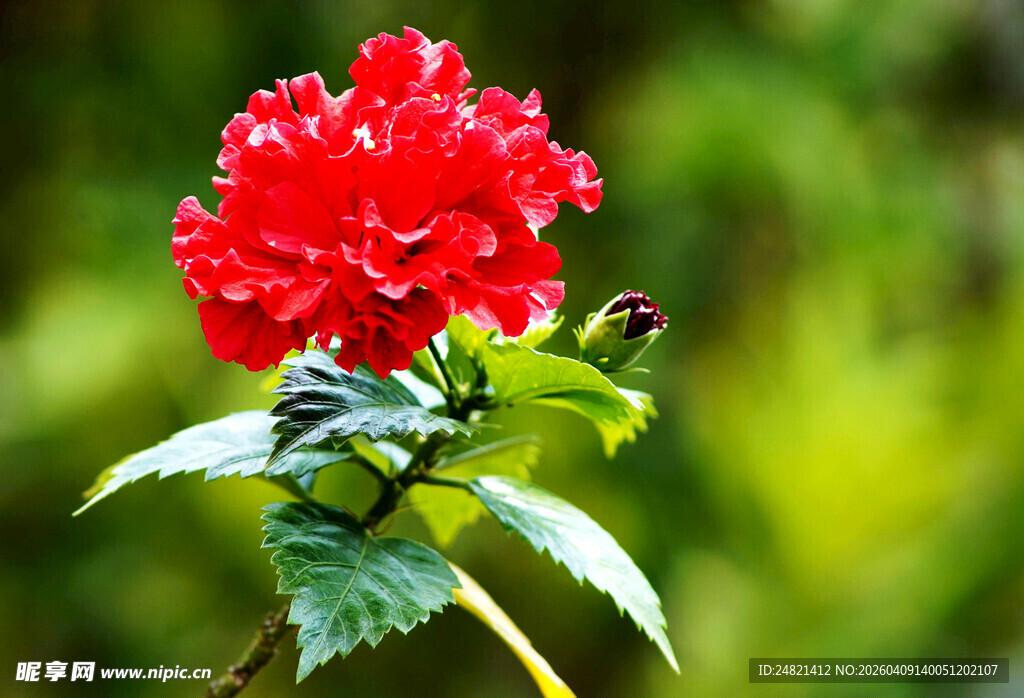 娇艳红花朵