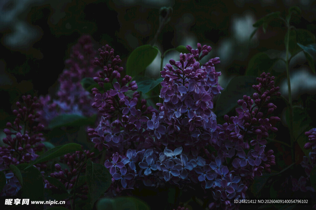 紫丁香花特写