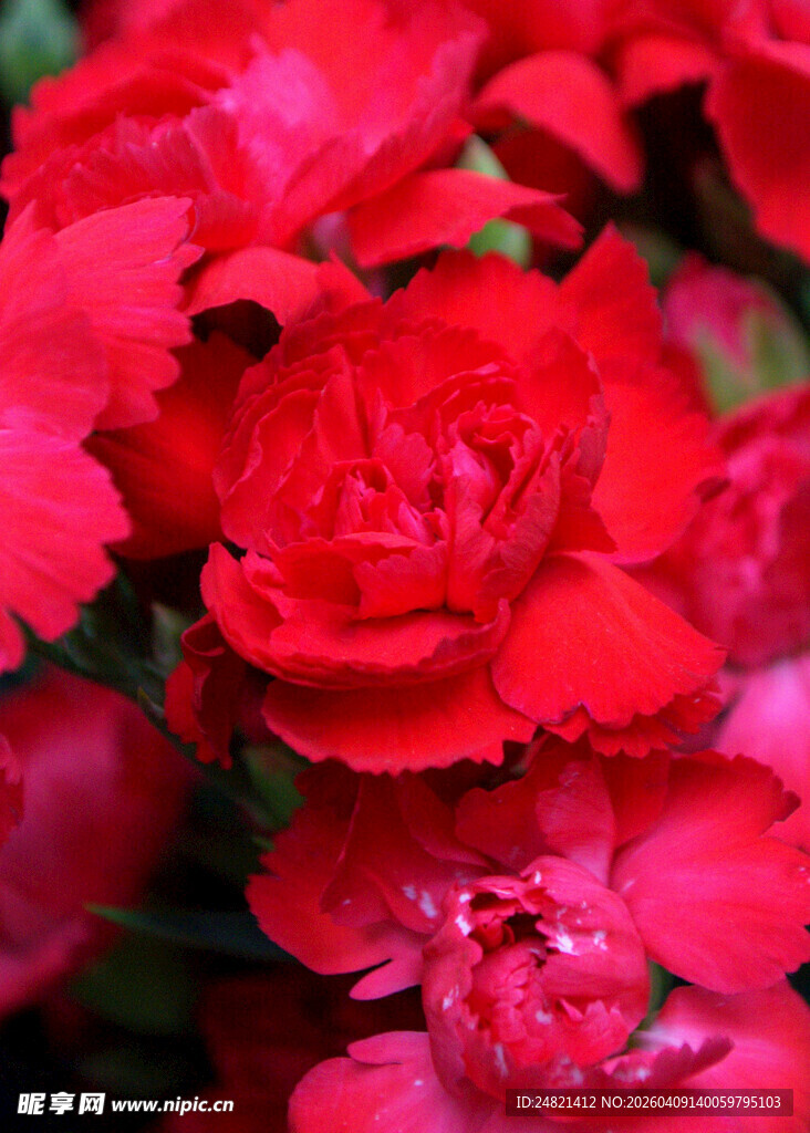 鲜艳红色康乃馨绽放