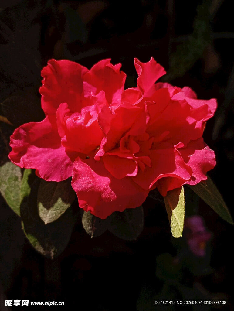 艳丽红杜鹃绽放