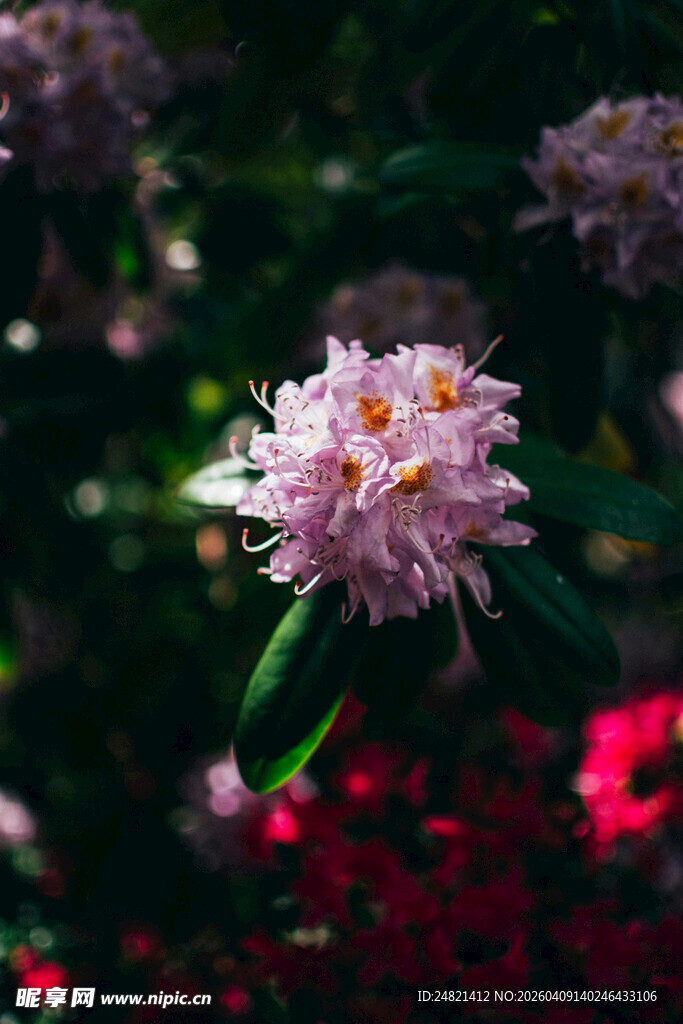 粉色花朵特写