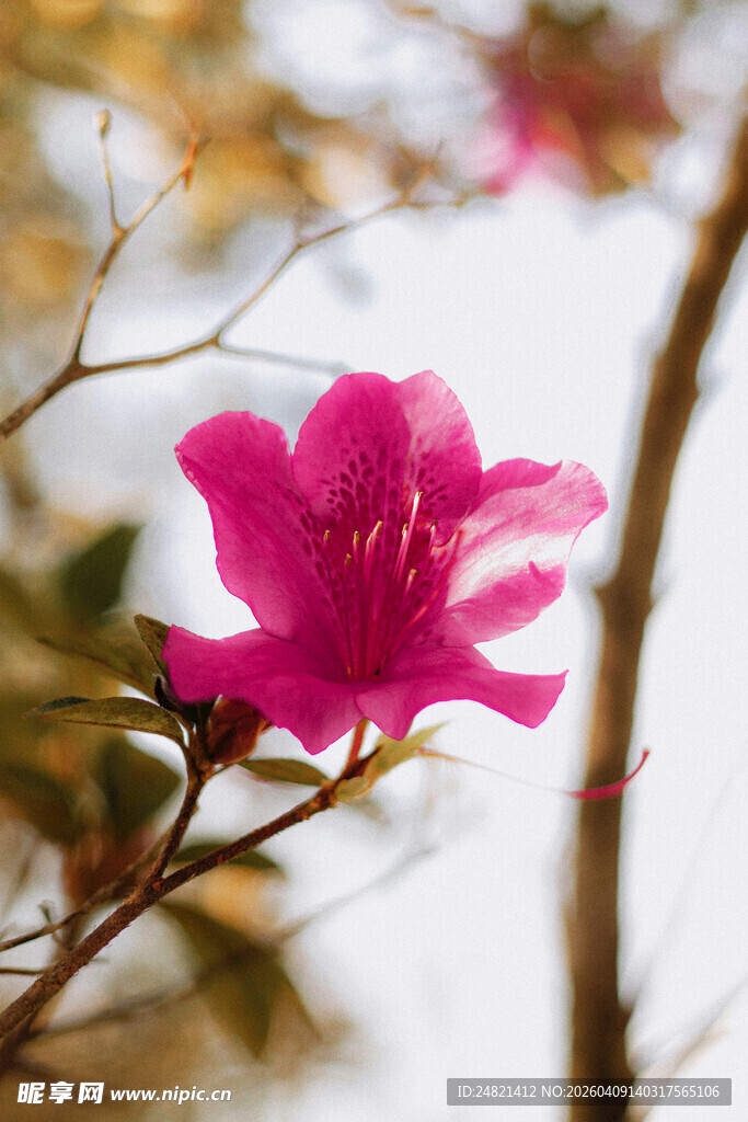 娇艳绽放的粉色杜鹃花