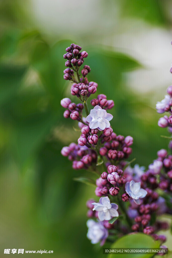 紫白相间的美丽花卉特写