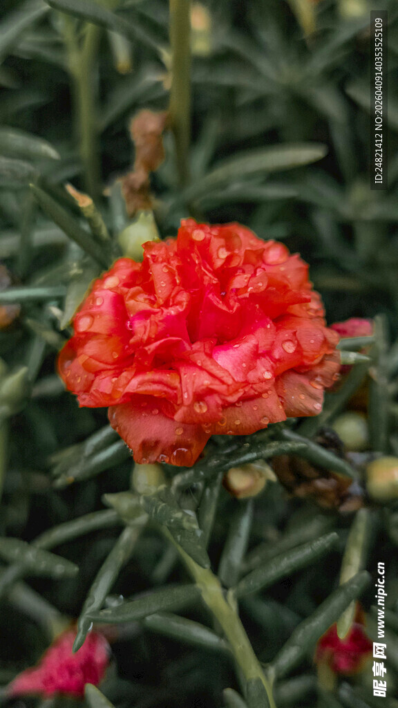 娇艳绽放的红色太阳花