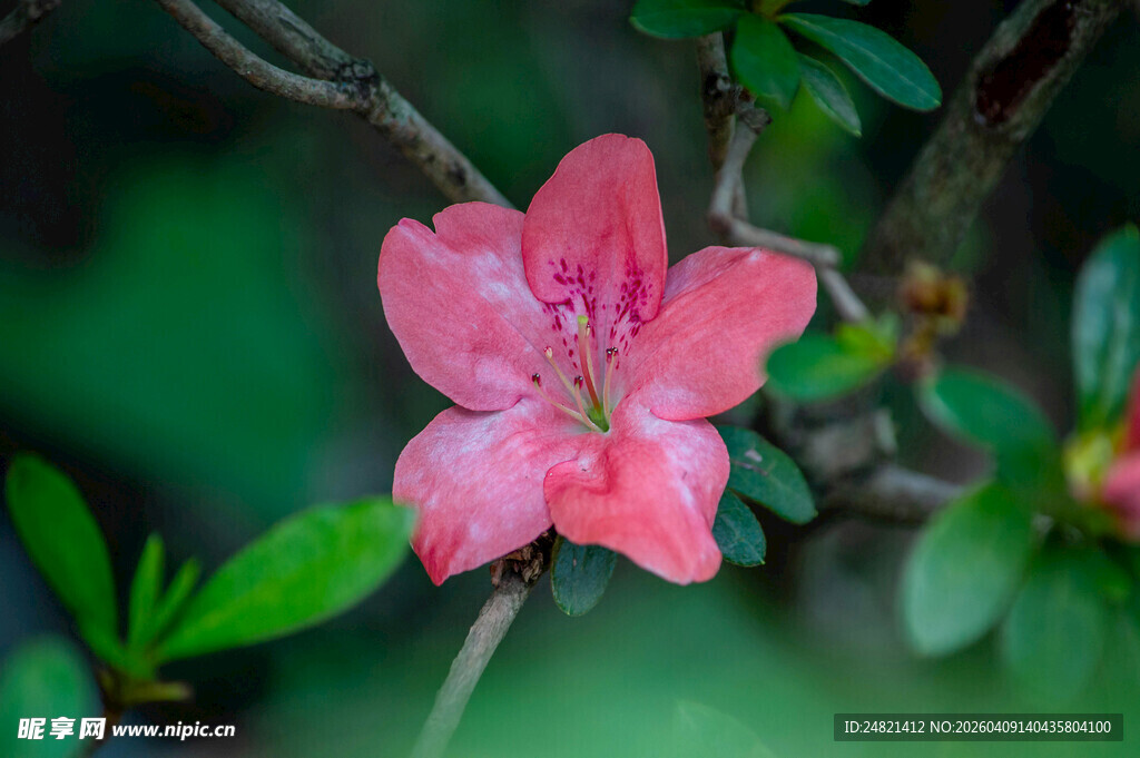 娇艳粉色杜鹃花特写