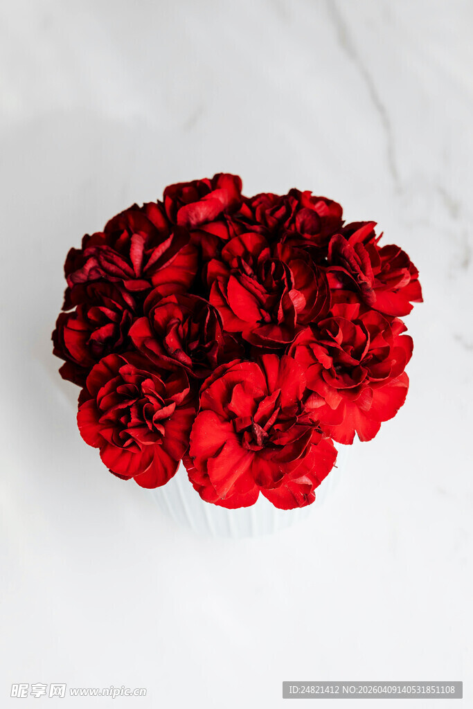 红色康乃馨花束特写