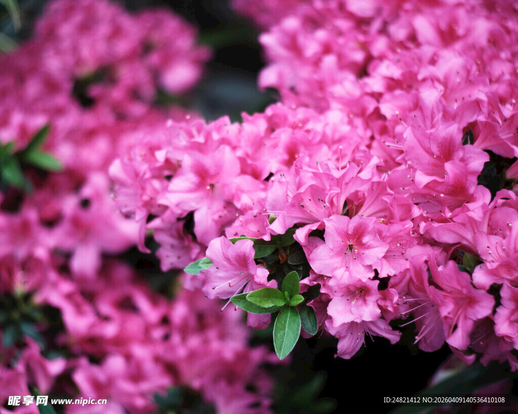 娇艳欲滴的粉色杜鹃花