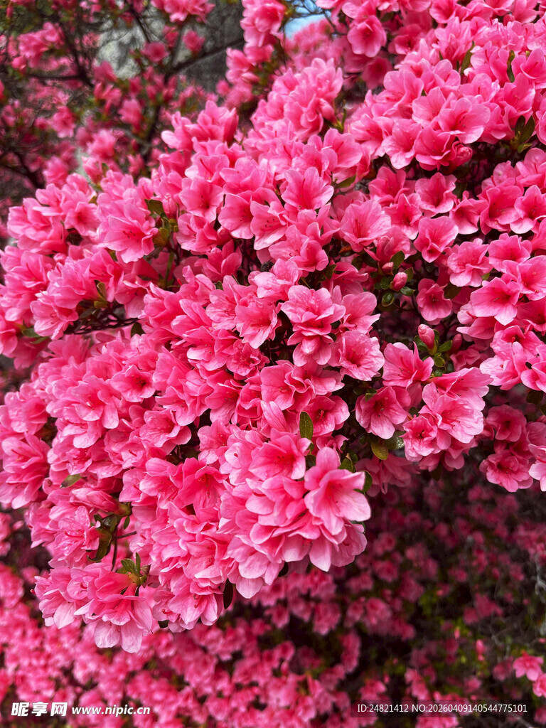 艳丽绽放的粉红色花卉
