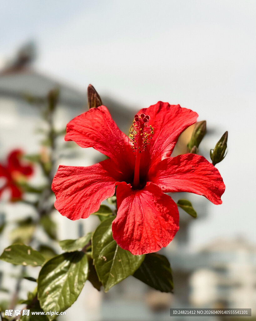 娇艳红扶桑花特写