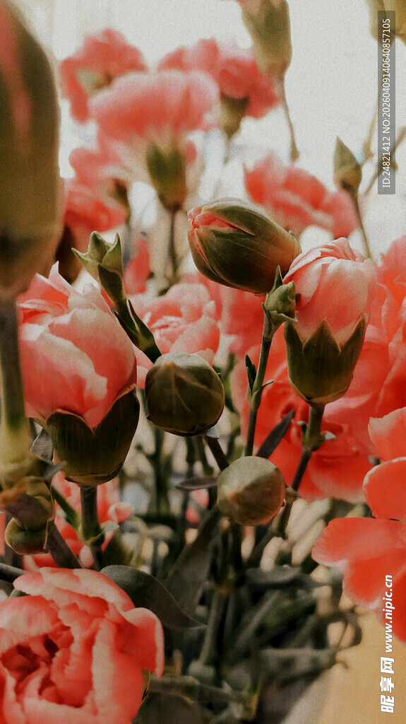 娇艳粉色康乃馨花卉特写