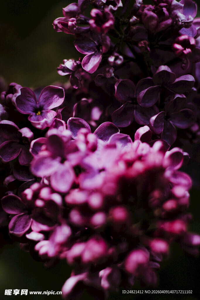 紫丁香花特写