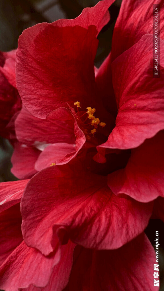 深红木槿花特写