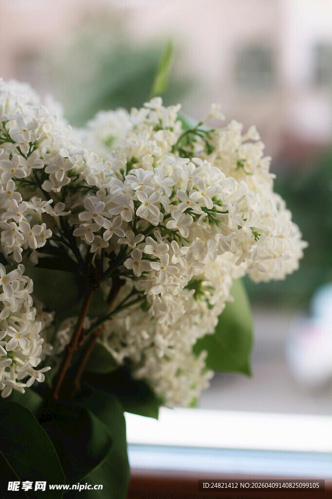 窗前白簇花卉特写