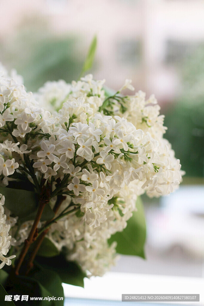 窗前绽放的洁白花朵