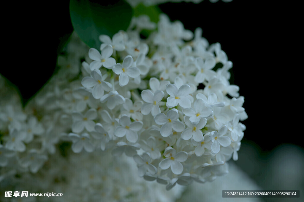 洁白丁香花特写
