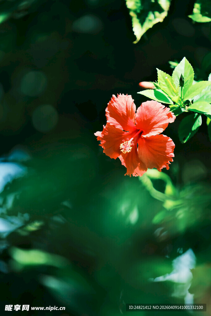 娇艳扶桑花绽放绿意中