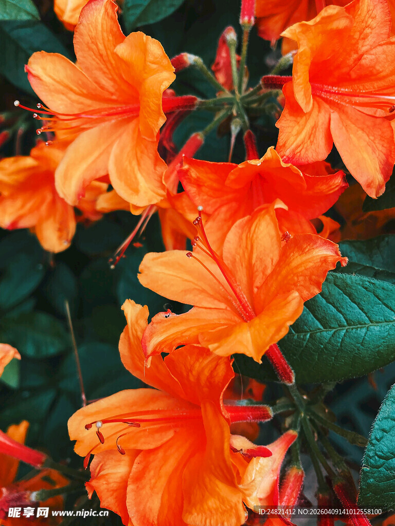 鲜艳橙色杜鹃花绽放