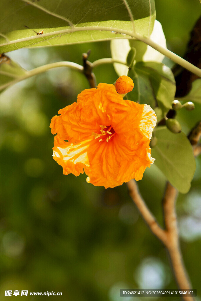 橙色木槿花特写
