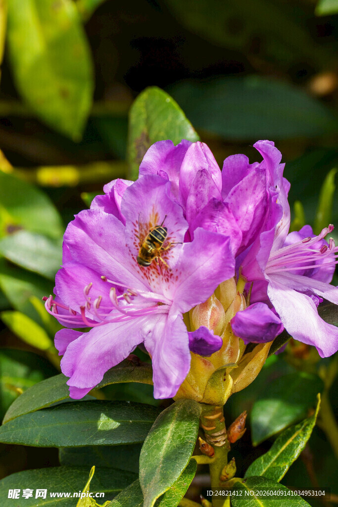 紫花上的蜜蜂