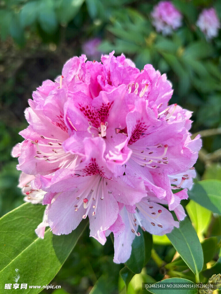 娇艳粉色杜鹃花绽放