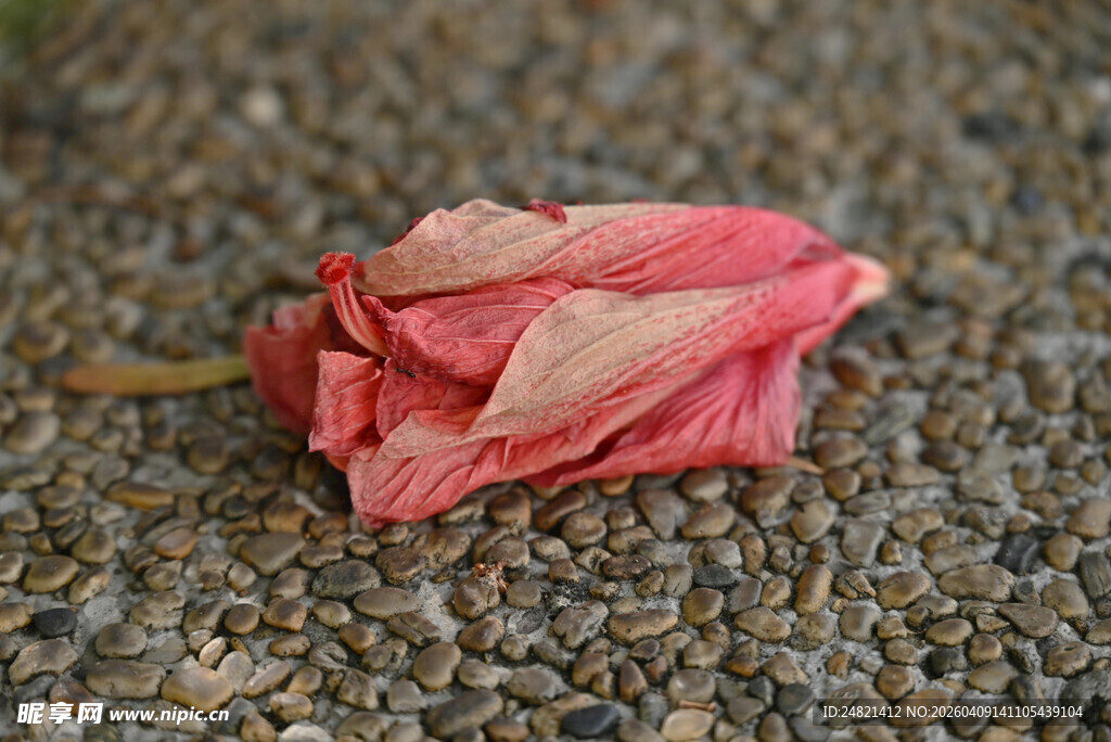 地上的枯萎粉色花朵