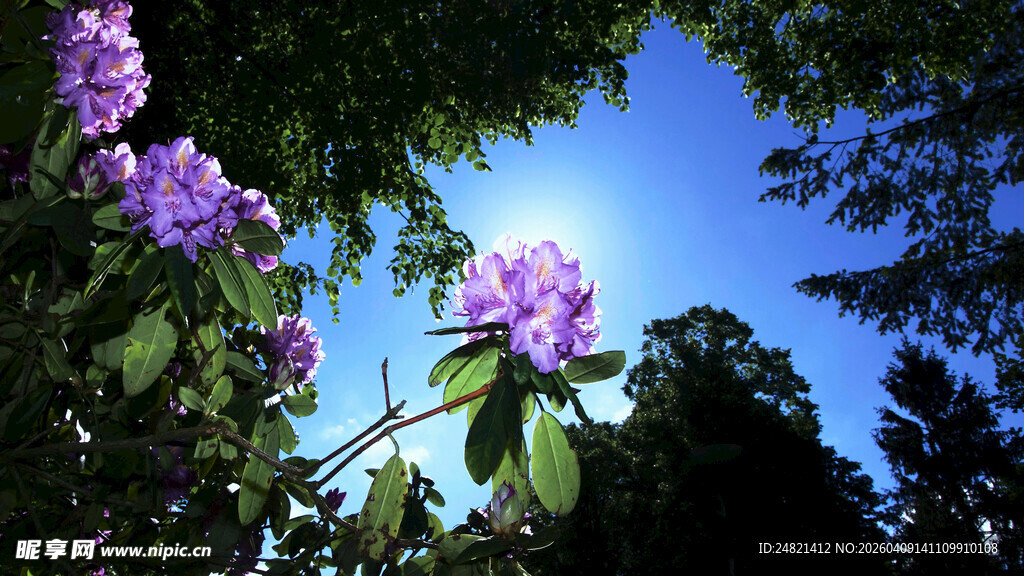 蓝天下的紫色繁花