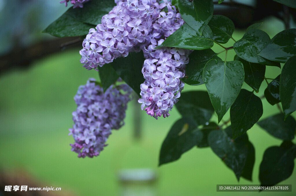 紫丁香花簇特写